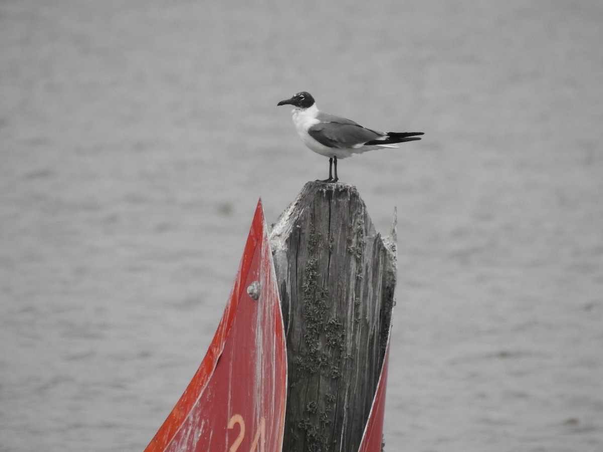 Laughing Gull - ML634863975
