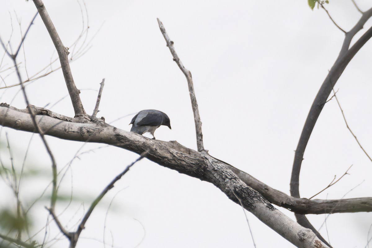 Black-winged Cuckooshrike - ML634863976