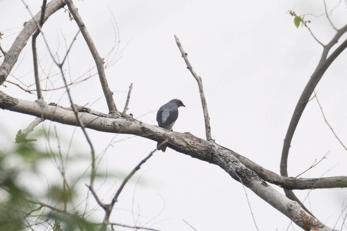 Black-winged Cuckooshrike - ML634863977