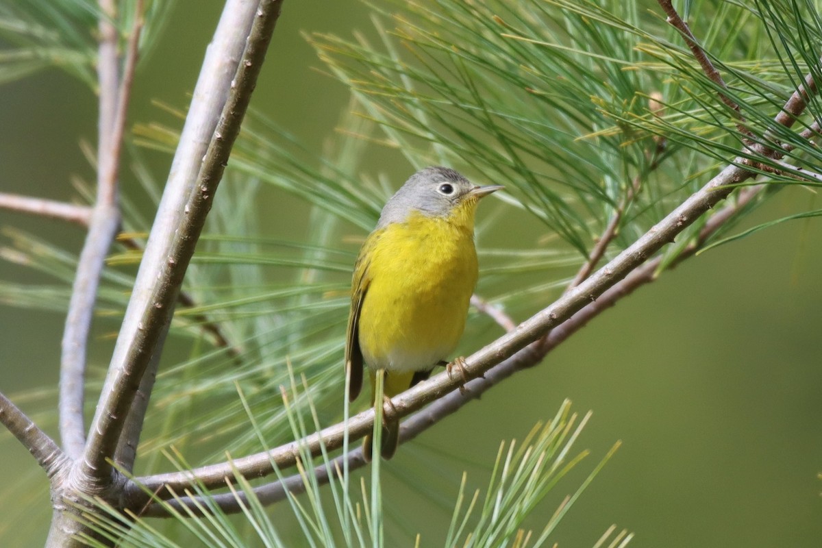 Nashville Warbler - ML634864004