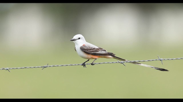 Scissor-tailed Flycatcher - ML634864161