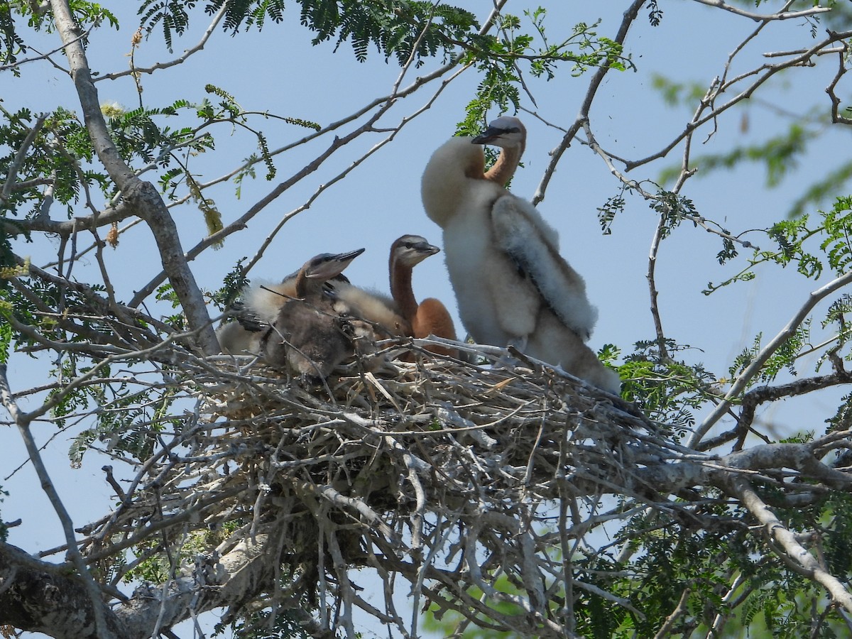 Anhinga afrikarra - ML634864255