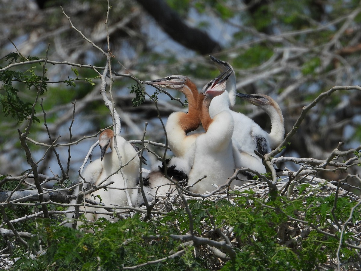 Anhinga afrikarra - ML634864257