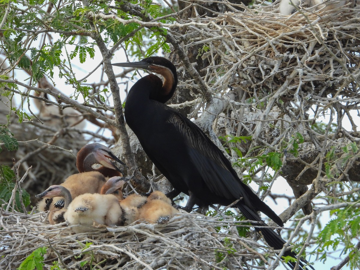Anhinga afrikarra - ML634864258