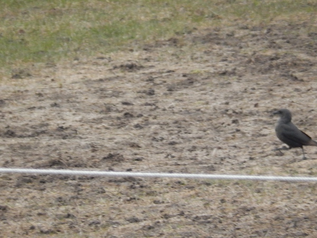 Brewer's Blackbird - ML634864374