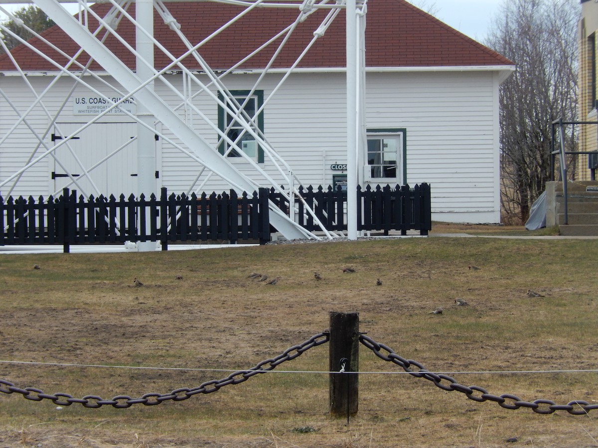 Northern Flicker (Yellow-shafted) - ML634864397
