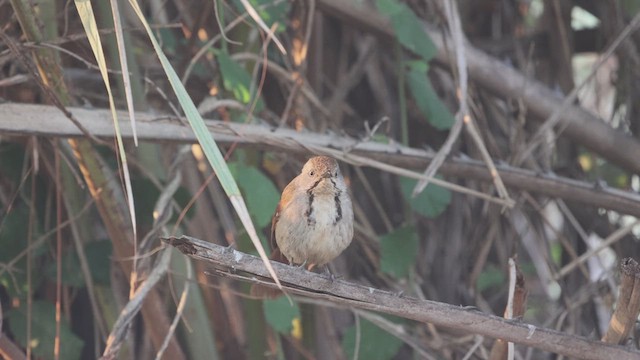Collared Palm-Thrush - ML634864561