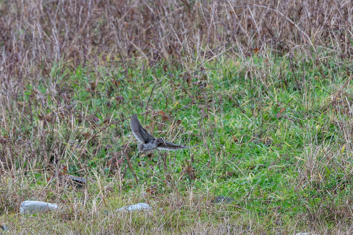 Jack Snipe - ML634864714