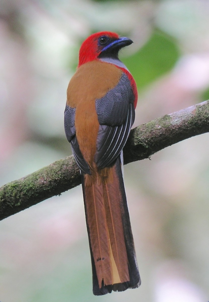 rødhettetrogon - ML634864810