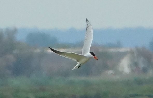 裏海燕鷗 - ML634864868