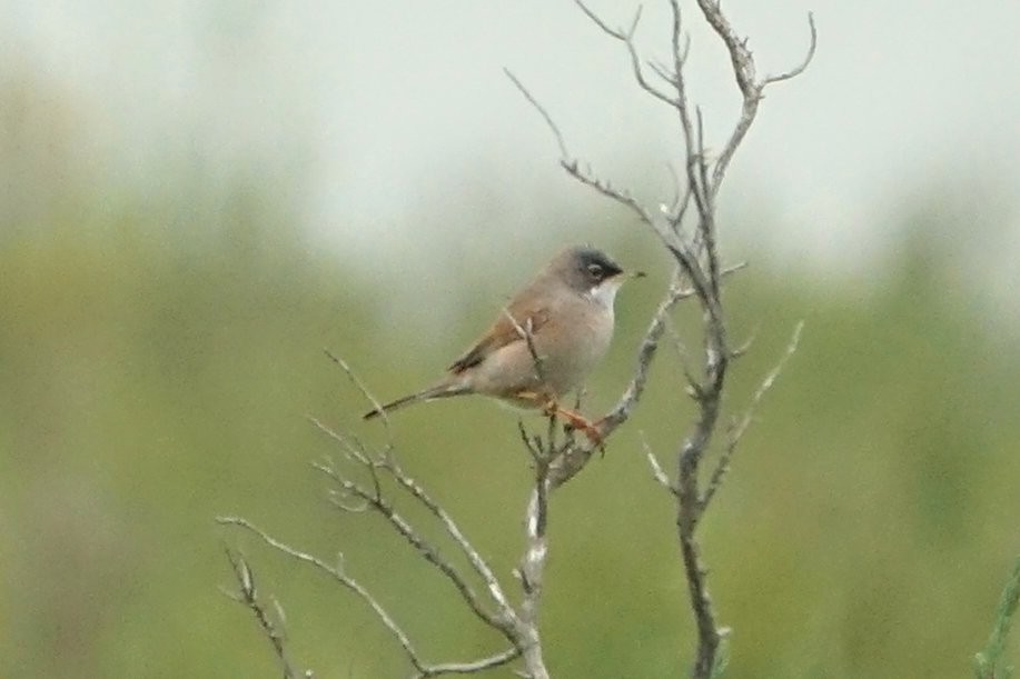 Spectacled Warbler - ML634864878
