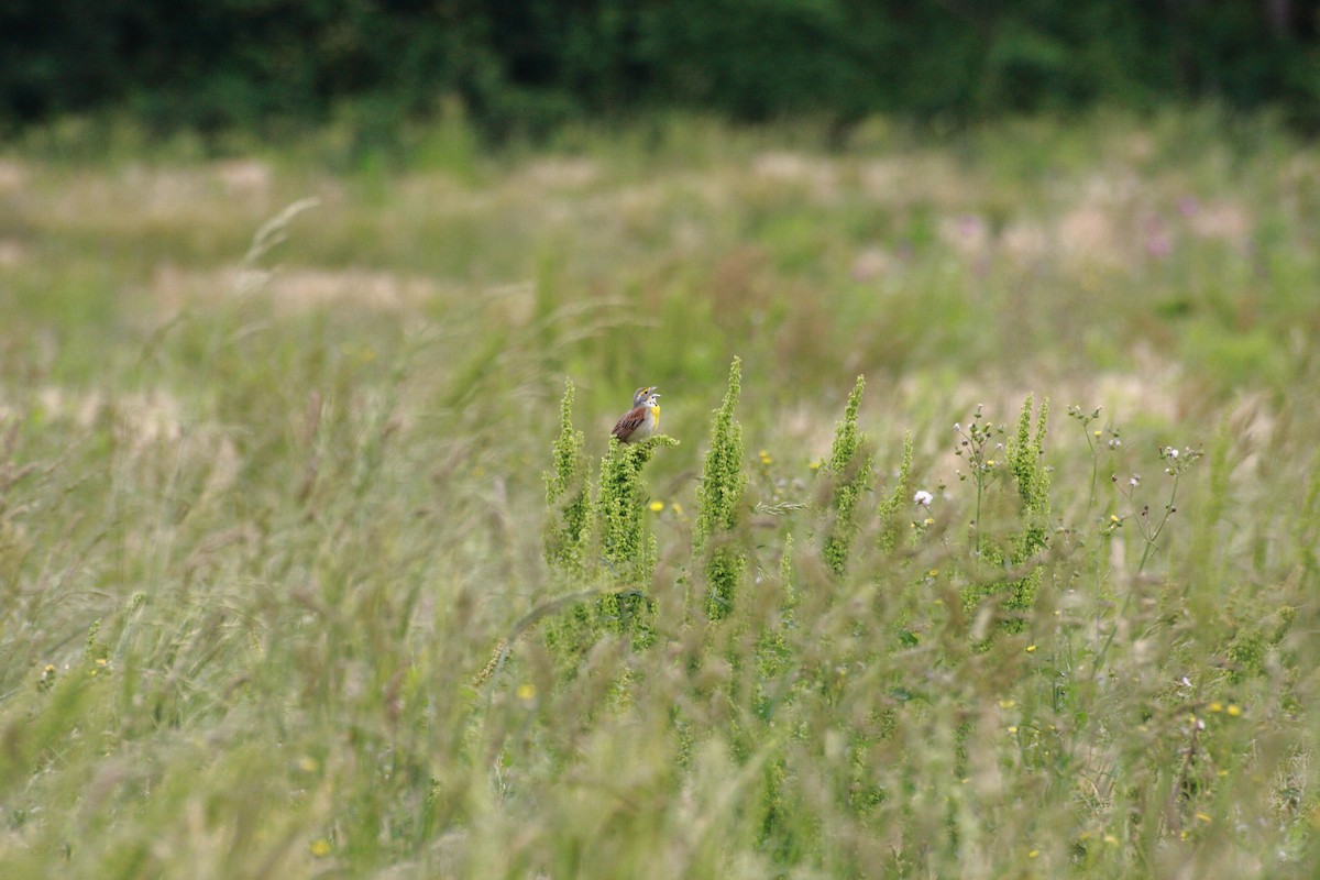 Dickcissel - ML63486491