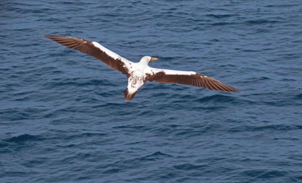 Nazca Booby - ML634864958