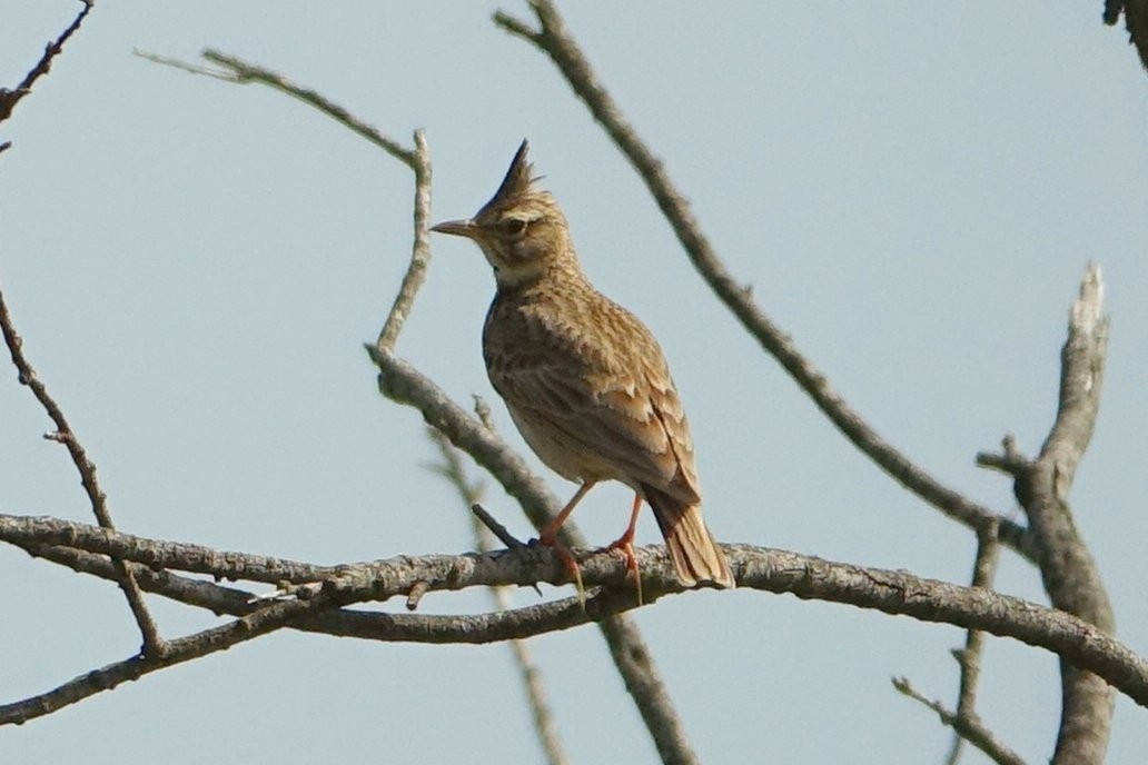 Crested Lark - ML634864960