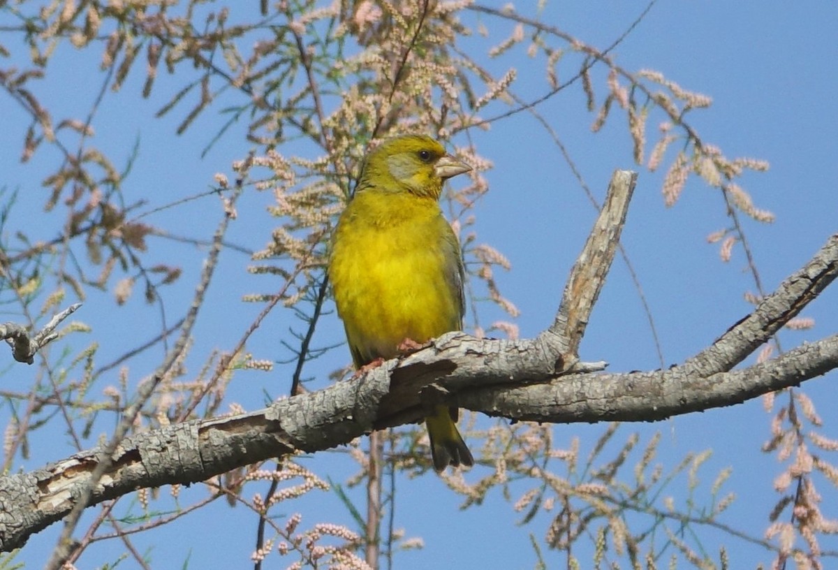 European Greenfinch - ML634864975