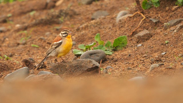 Golden-breasted Bunting - ML634865075