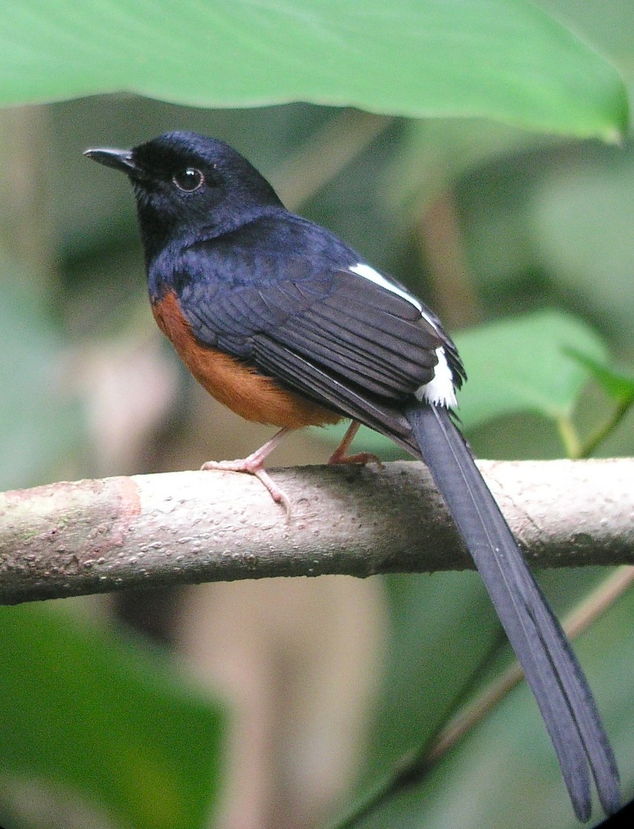 White-rumped Shama - ML634865106