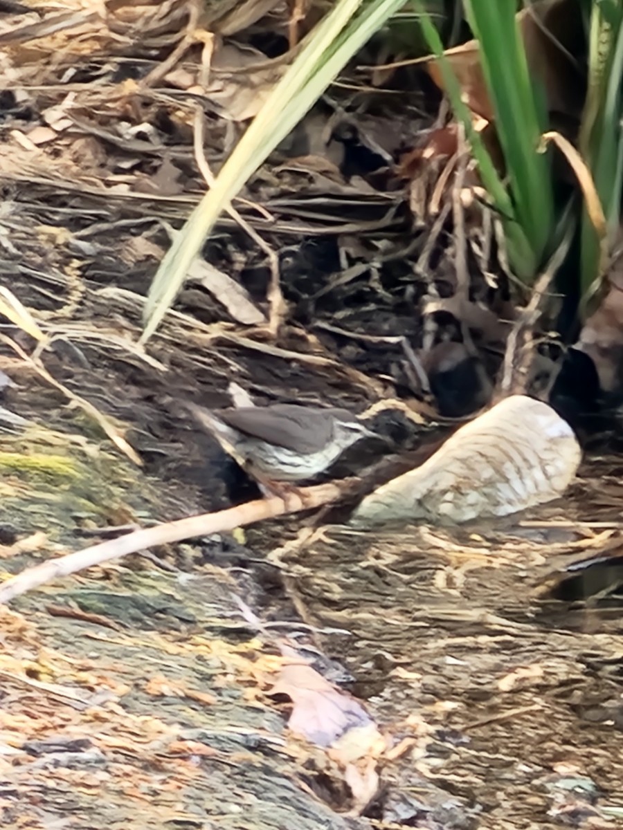 Northern Waterthrush - ML634865139
