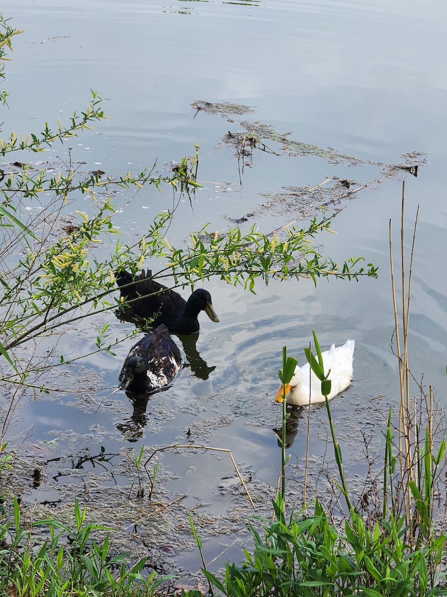 Mallard (Domestic type) - ML634865192