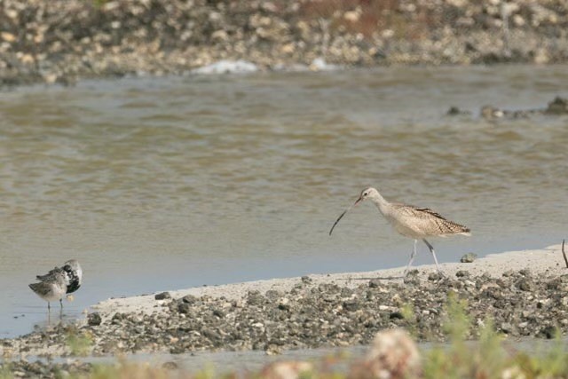 Long-billed Curlew - ML634865246