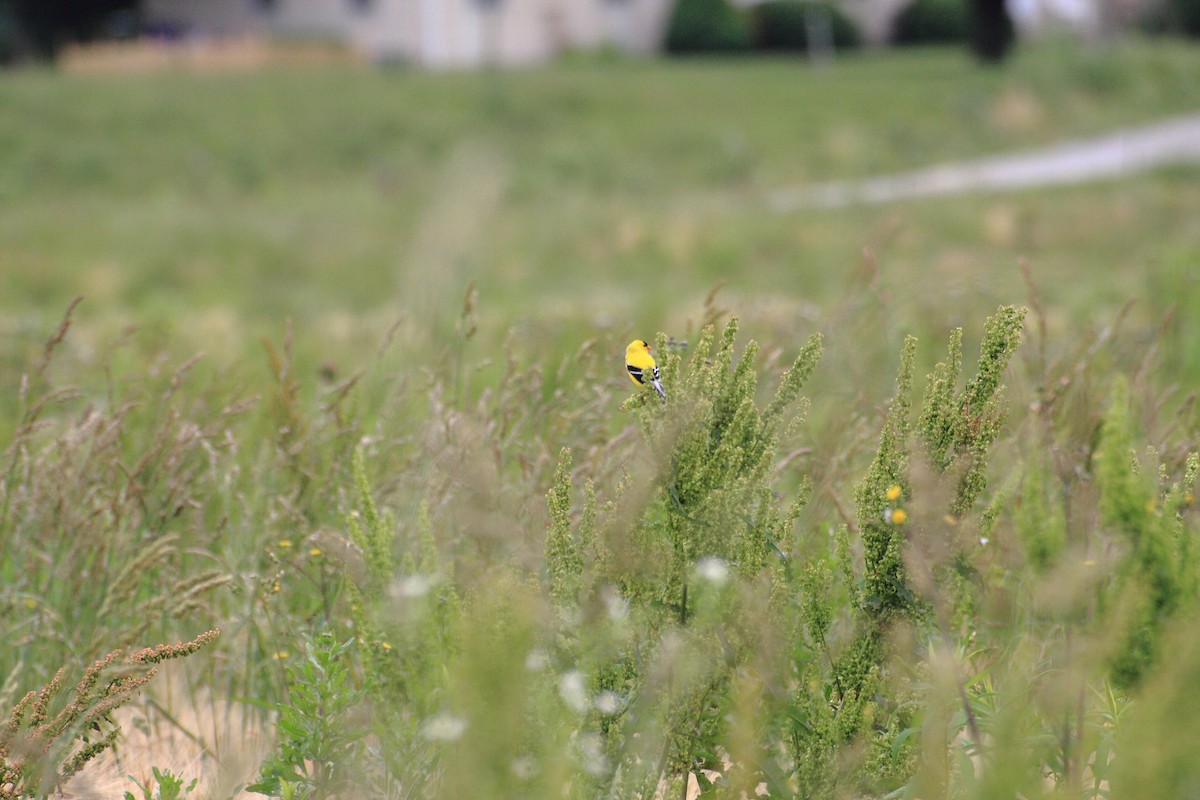 American Goldfinch - ML63486531