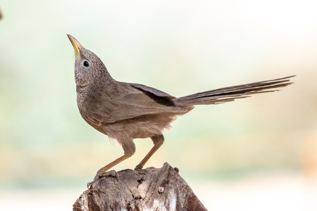 Arabian Babbler - ML634865354