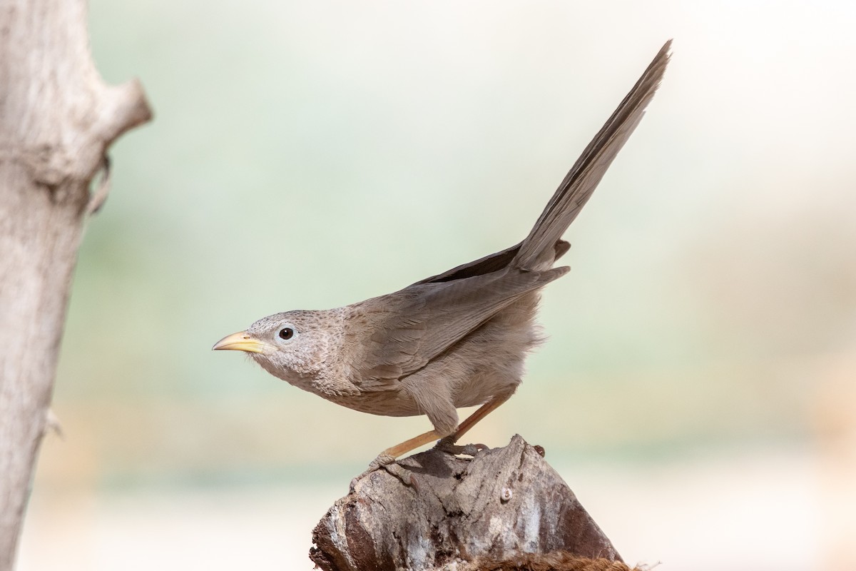 Arabian Babbler - ML634865355