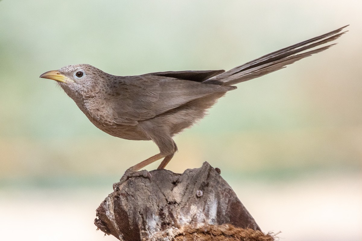 Arabian Babbler - ML634865356