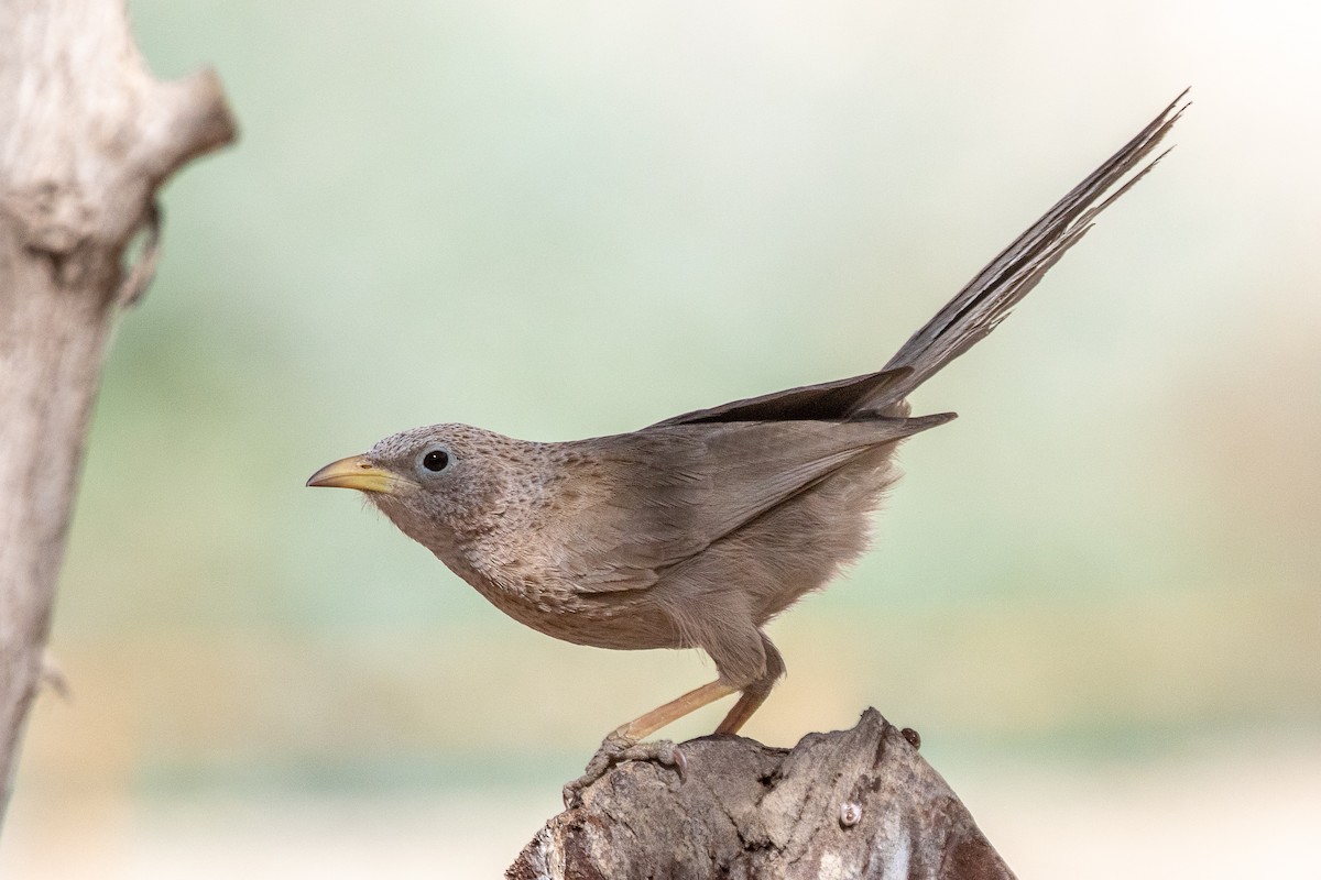 Arabian Babbler - ML634865357