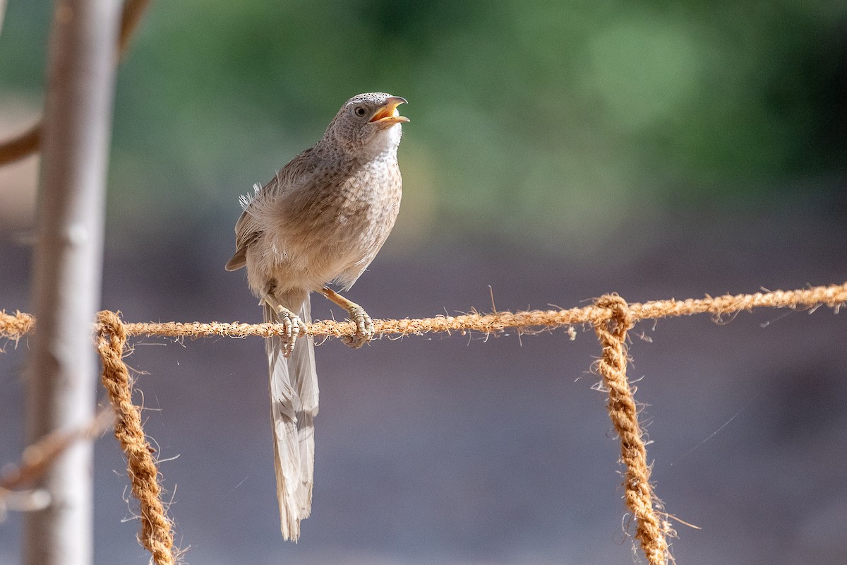 Arabian Babbler - ML634865359