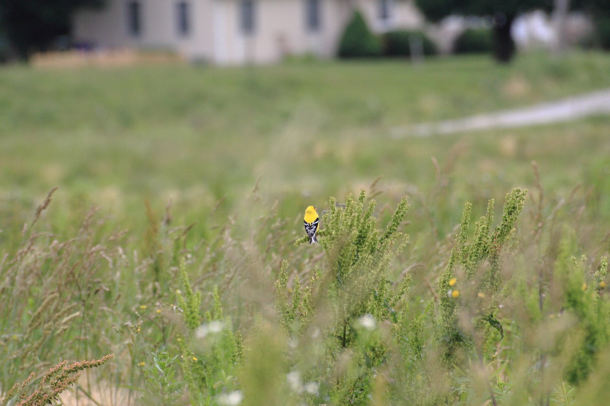 American Goldfinch - ML63486541