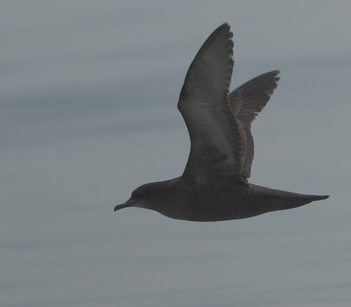 Short-tailed Shearwater - ML634865593