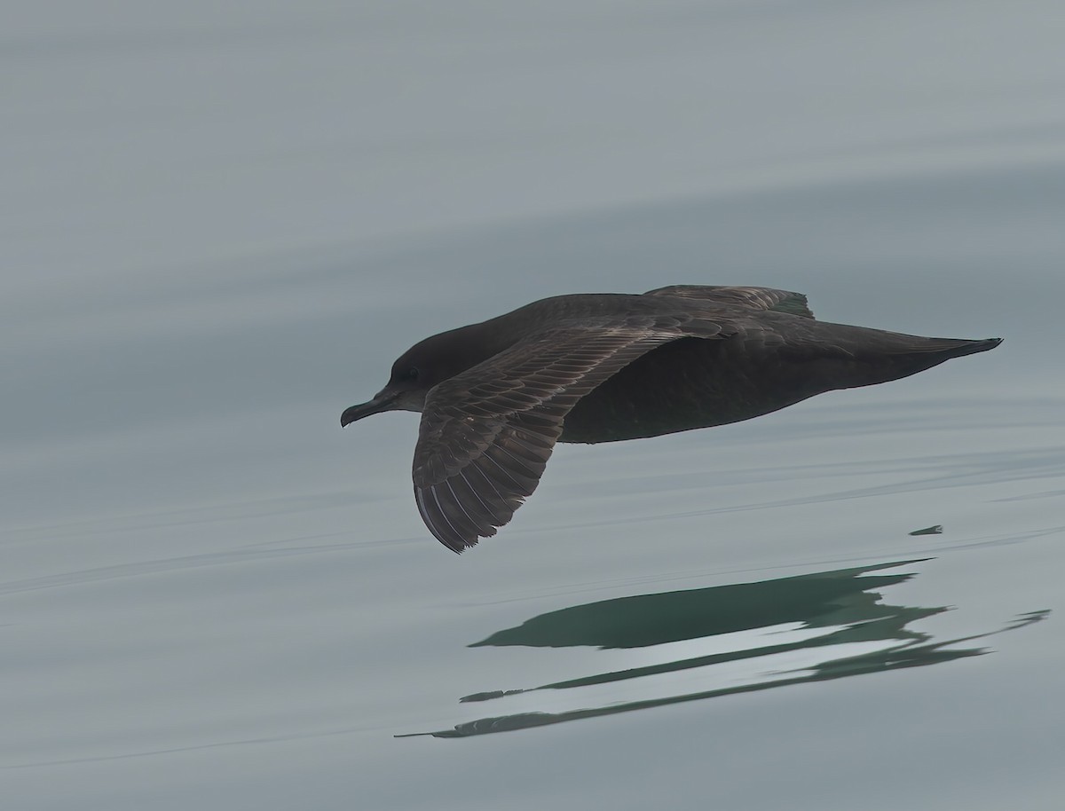 Short-tailed Shearwater - ML634865594