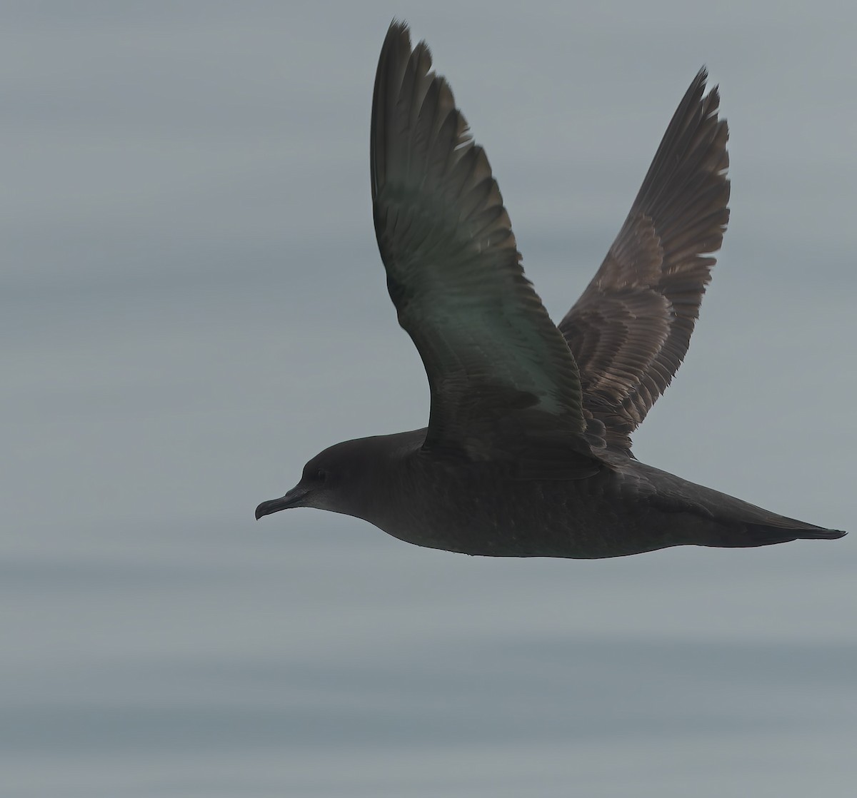 Short-tailed Shearwater - ML634865595