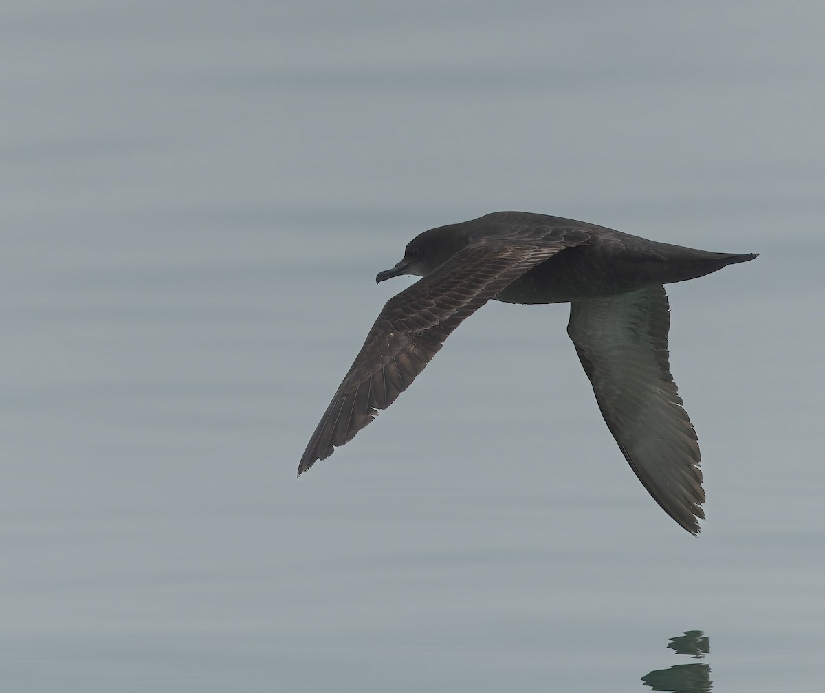 Short-tailed Shearwater - ML634865596