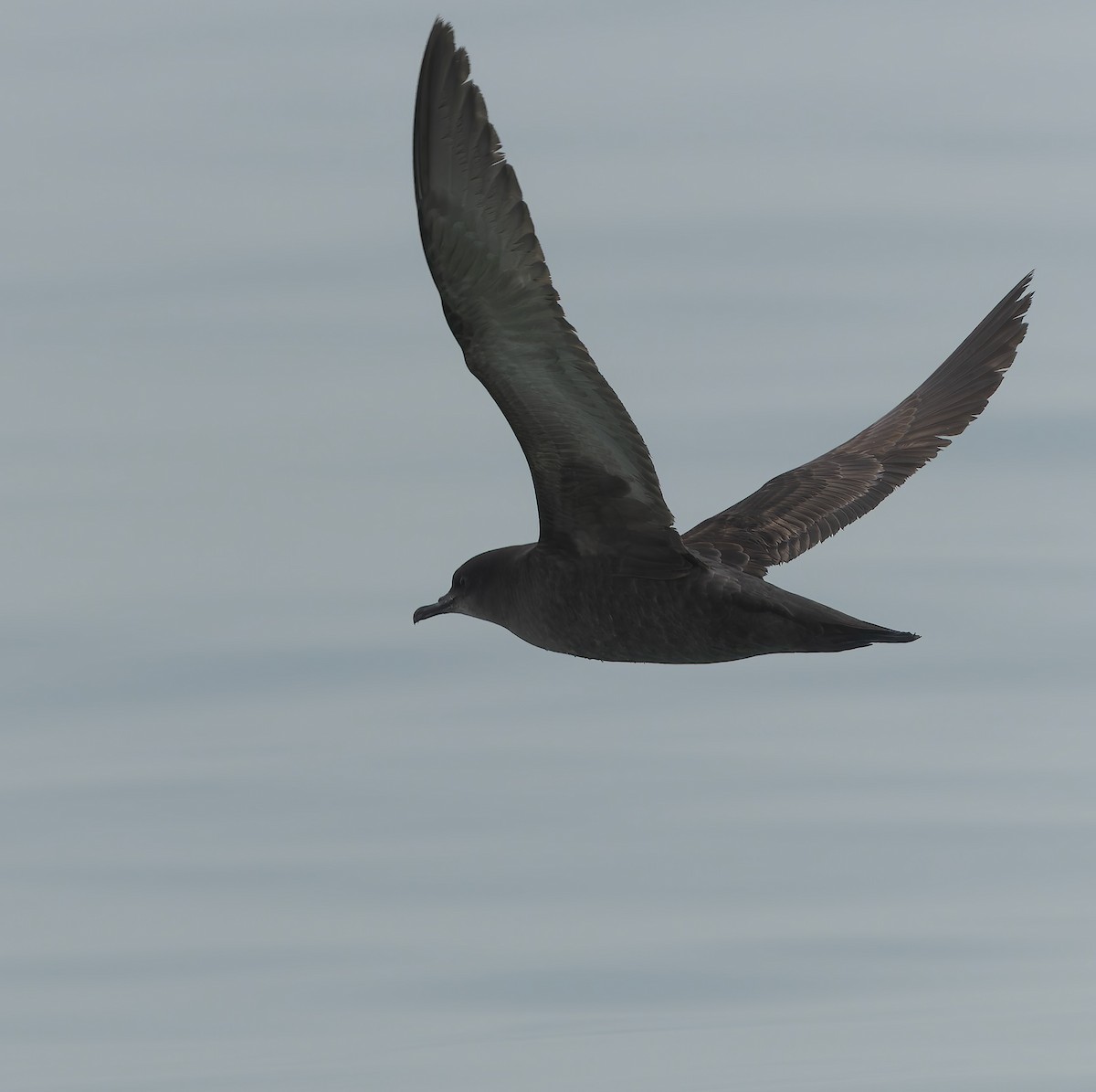 Short-tailed Shearwater - ML634865597