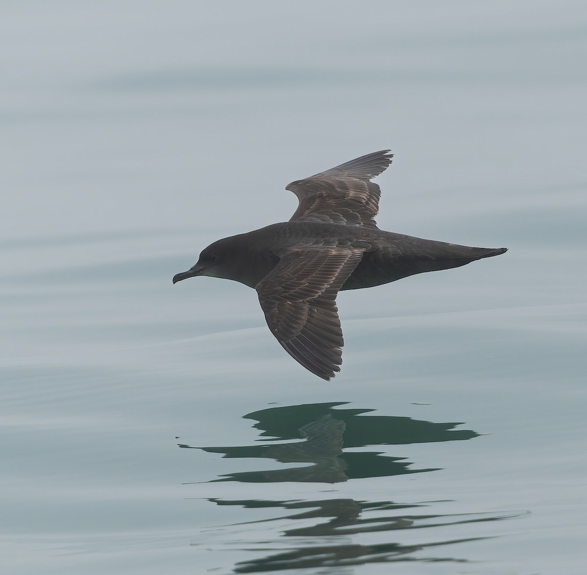 Short-tailed Shearwater - ML634865598