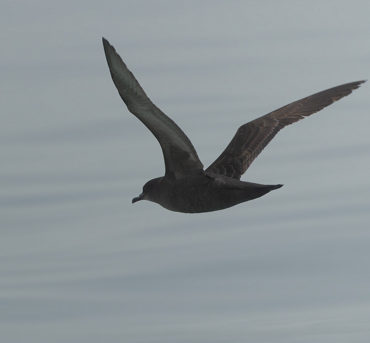 Short-tailed Shearwater - ML634865599