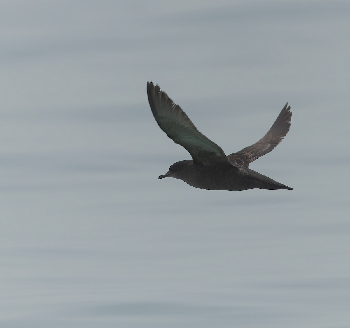 Short-tailed Shearwater - ML634865600