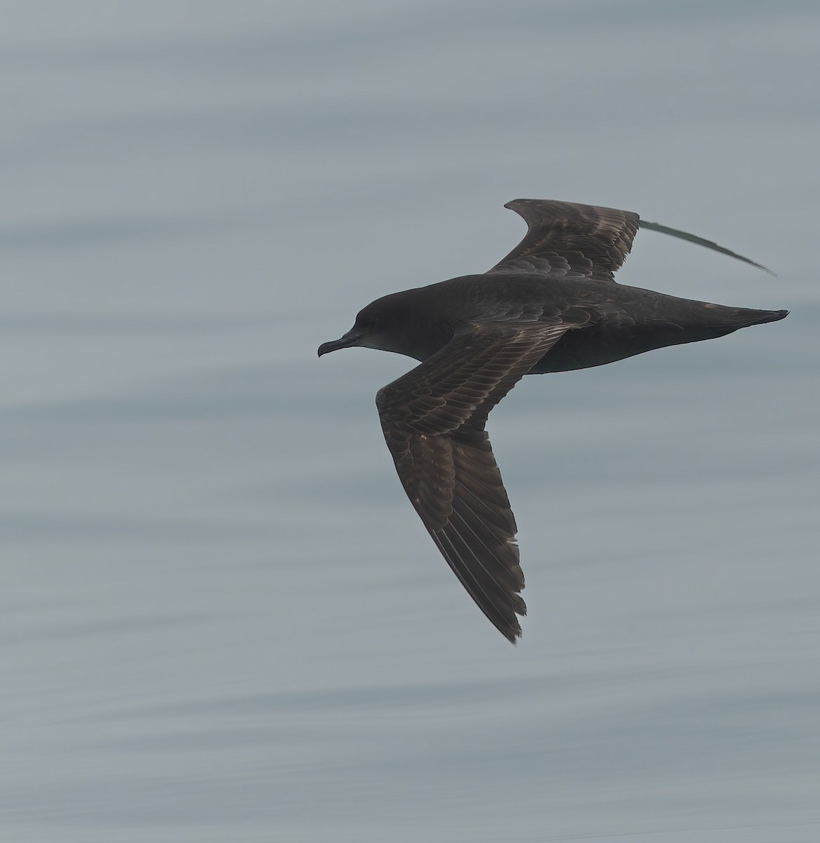 Short-tailed Shearwater - ML634865601
