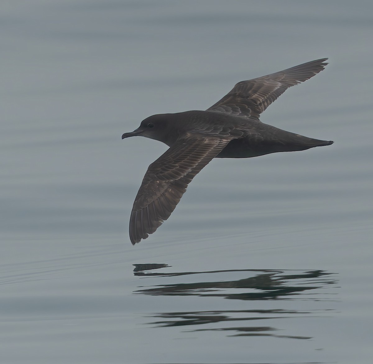 Short-tailed Shearwater - ML634865602