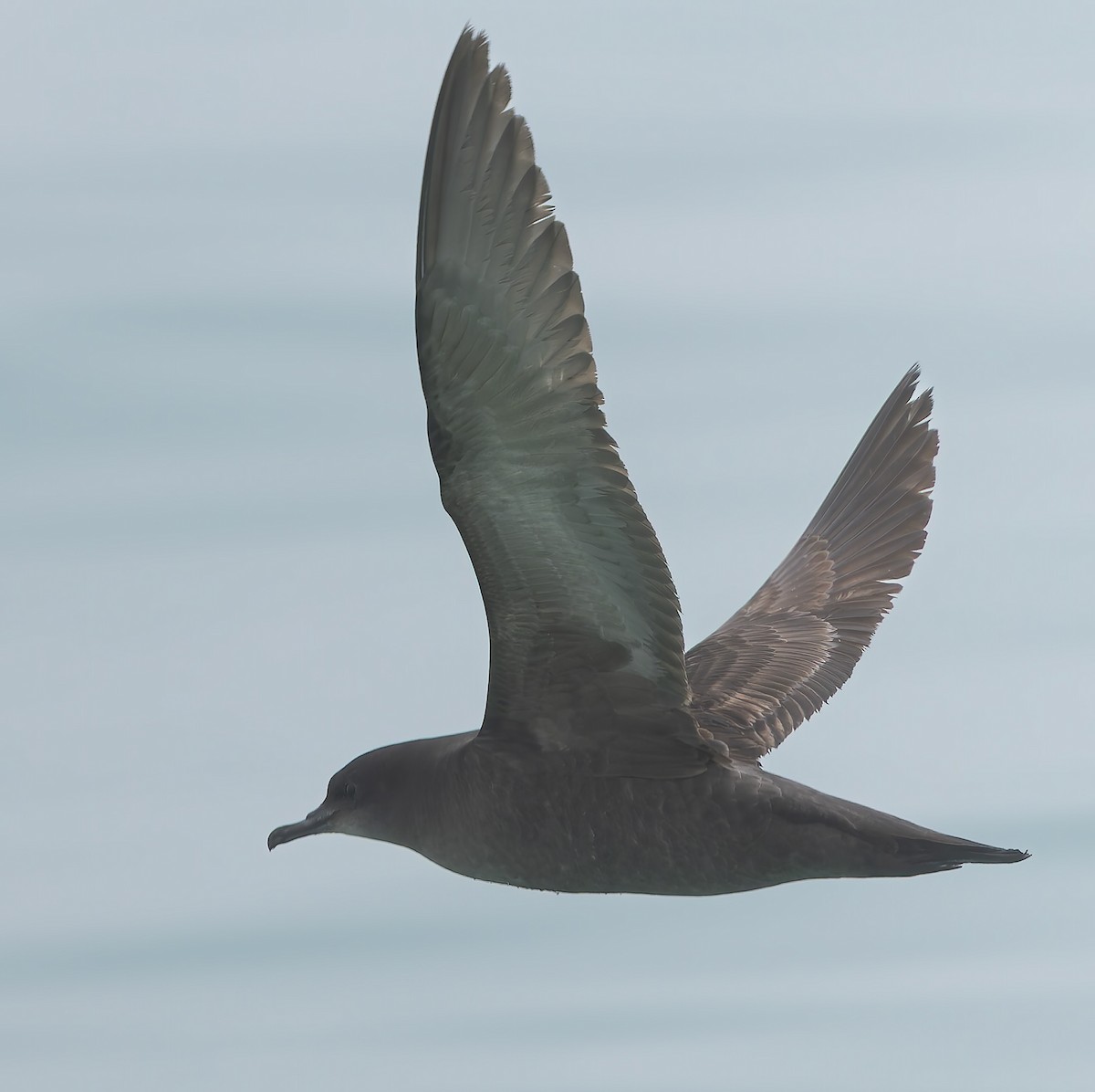 Short-tailed Shearwater - ML634865603