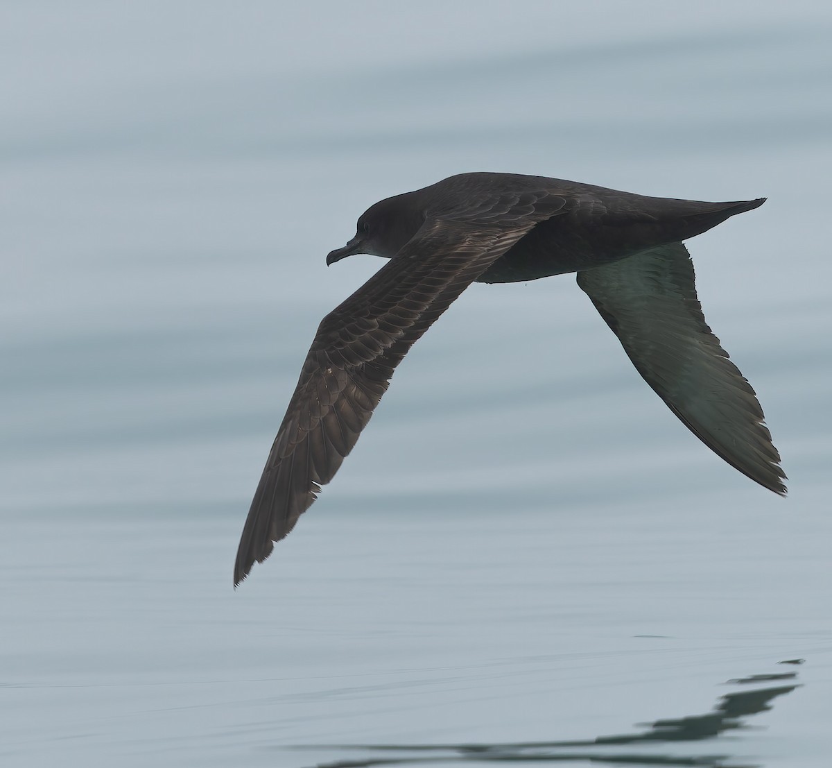 Short-tailed Shearwater - ML634865604
