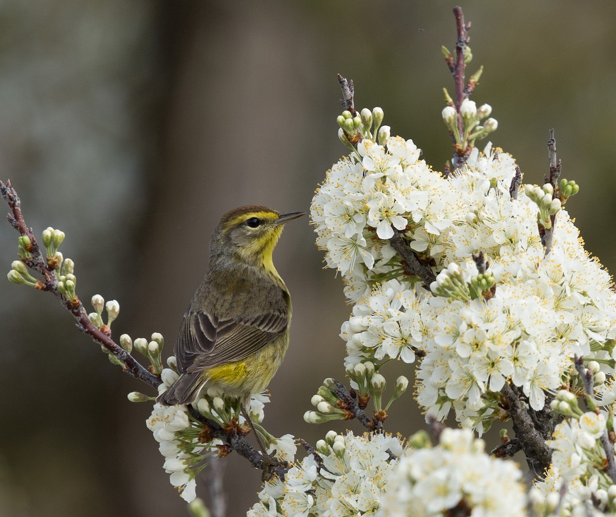 Palm Warbler - ML634865632
