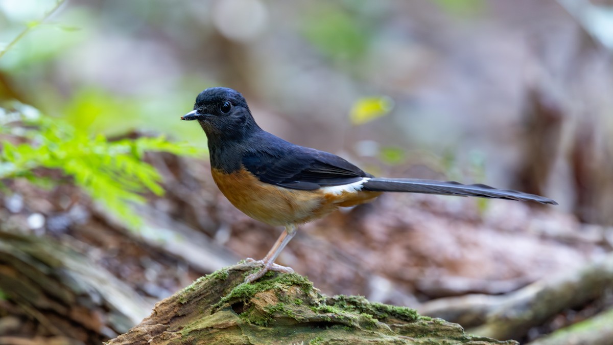 White-rumped Shama - ML634865722