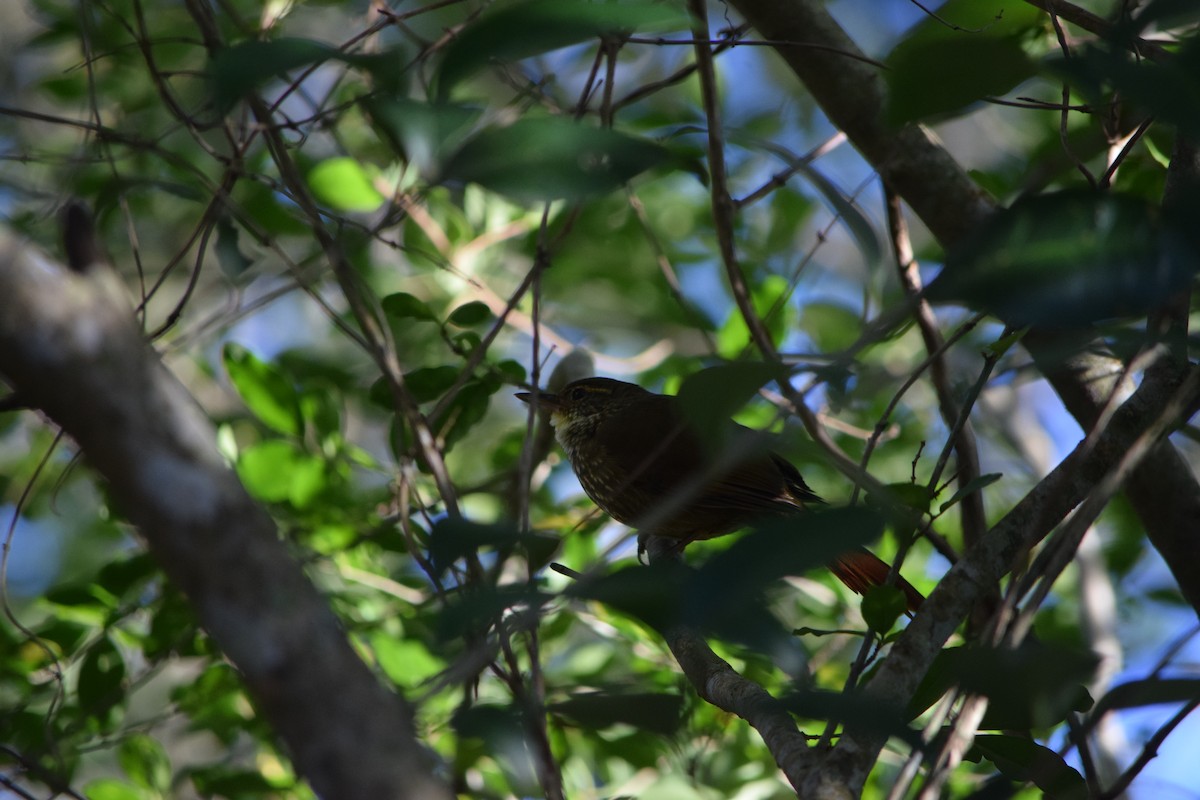 Buff-browed Foliage-gleaner - ML634865789
