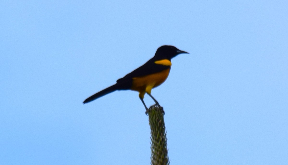 Black-vented Oriole - ML634865791