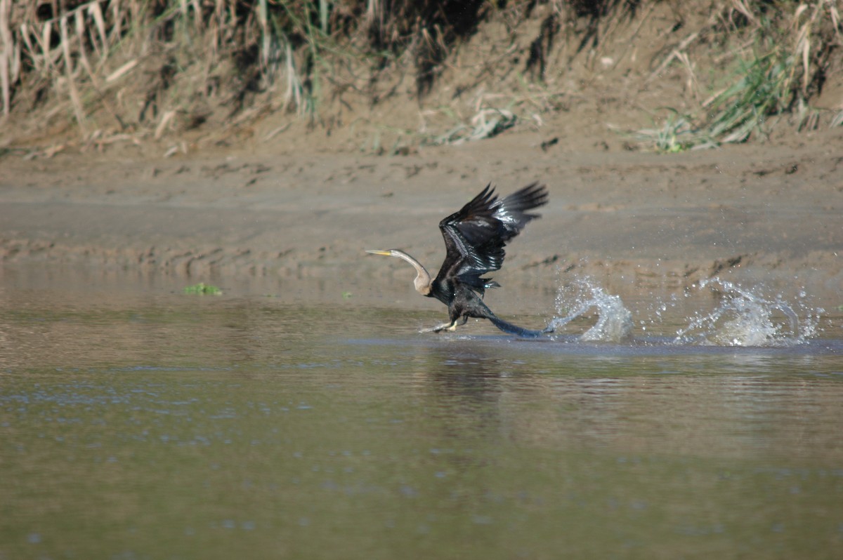 Oriental Darter - ML634865816