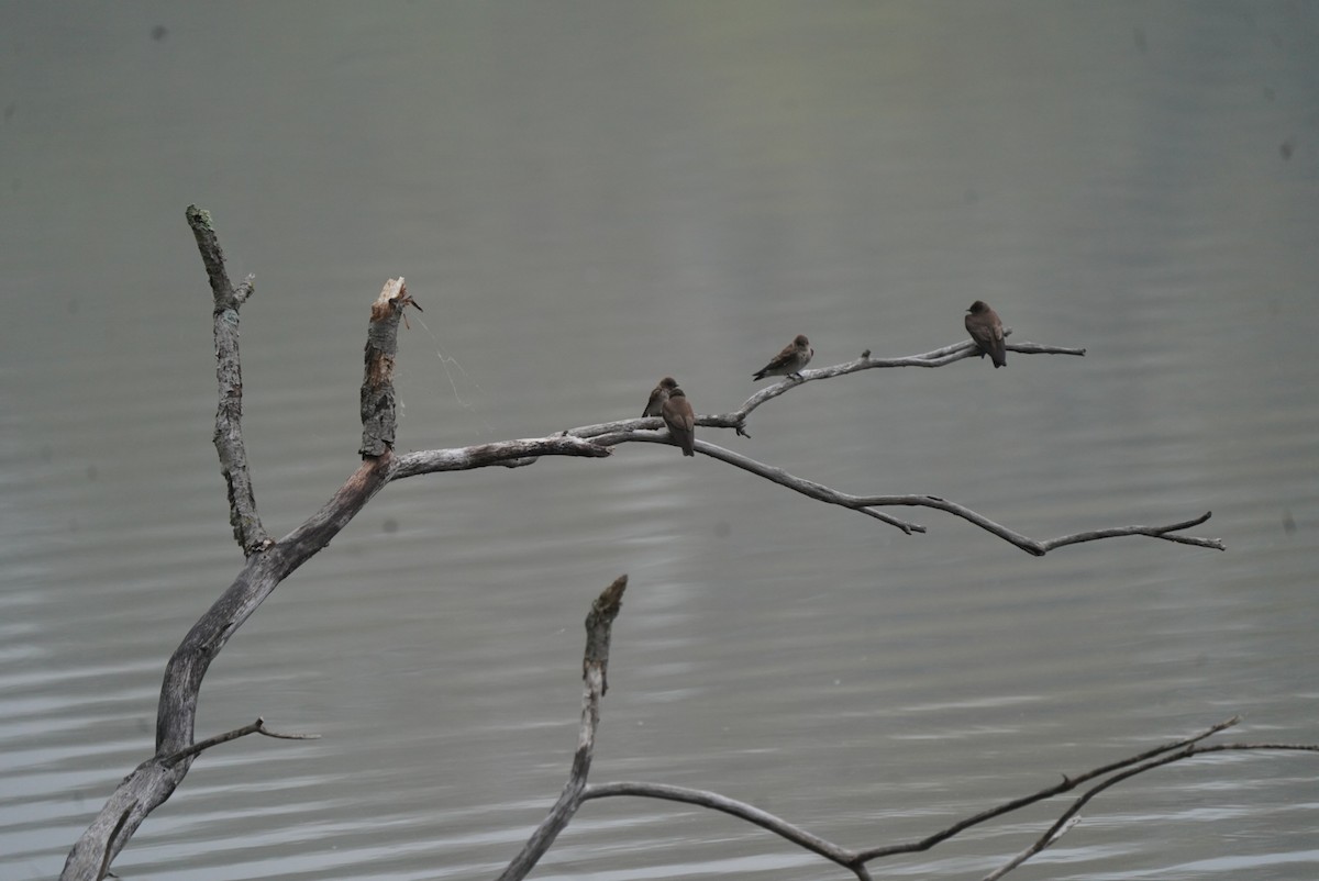 Northern Rough-winged Swallow - ML634865871