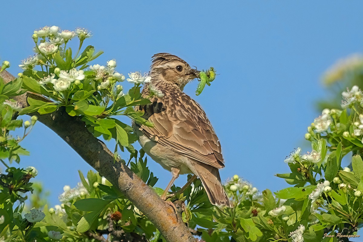 Wood Lark - ML634865885